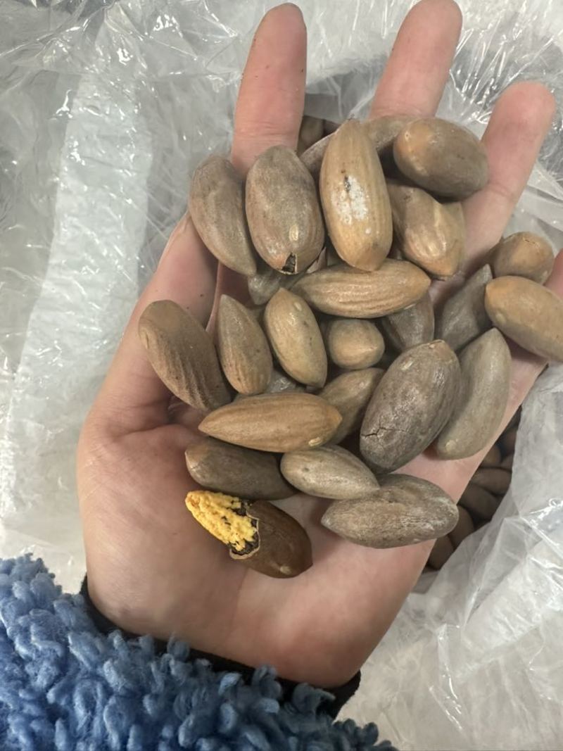 电商**香榧子大量有货，电商商超都可用，一件也可代发
