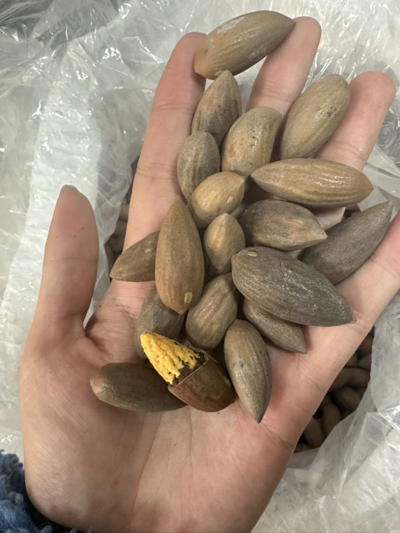 电商**香榧子大量有货，电商商超都可用，一件也可代发