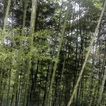 3年以上毛竹