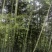3年以上毛竹