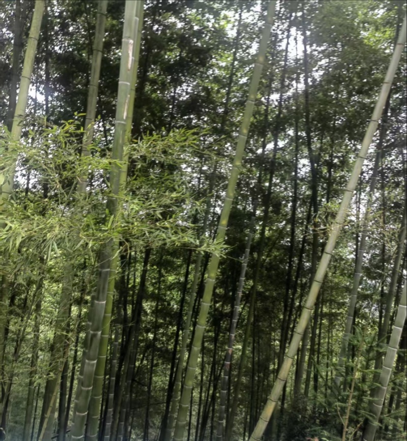 3年以上毛竹