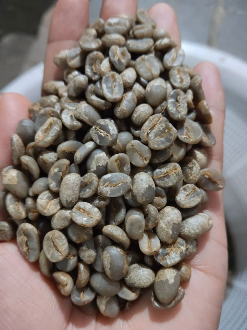 云南保山精品咖啡，有铁皮卡，卡蒂姆，瑰夏，黄波旁等品种