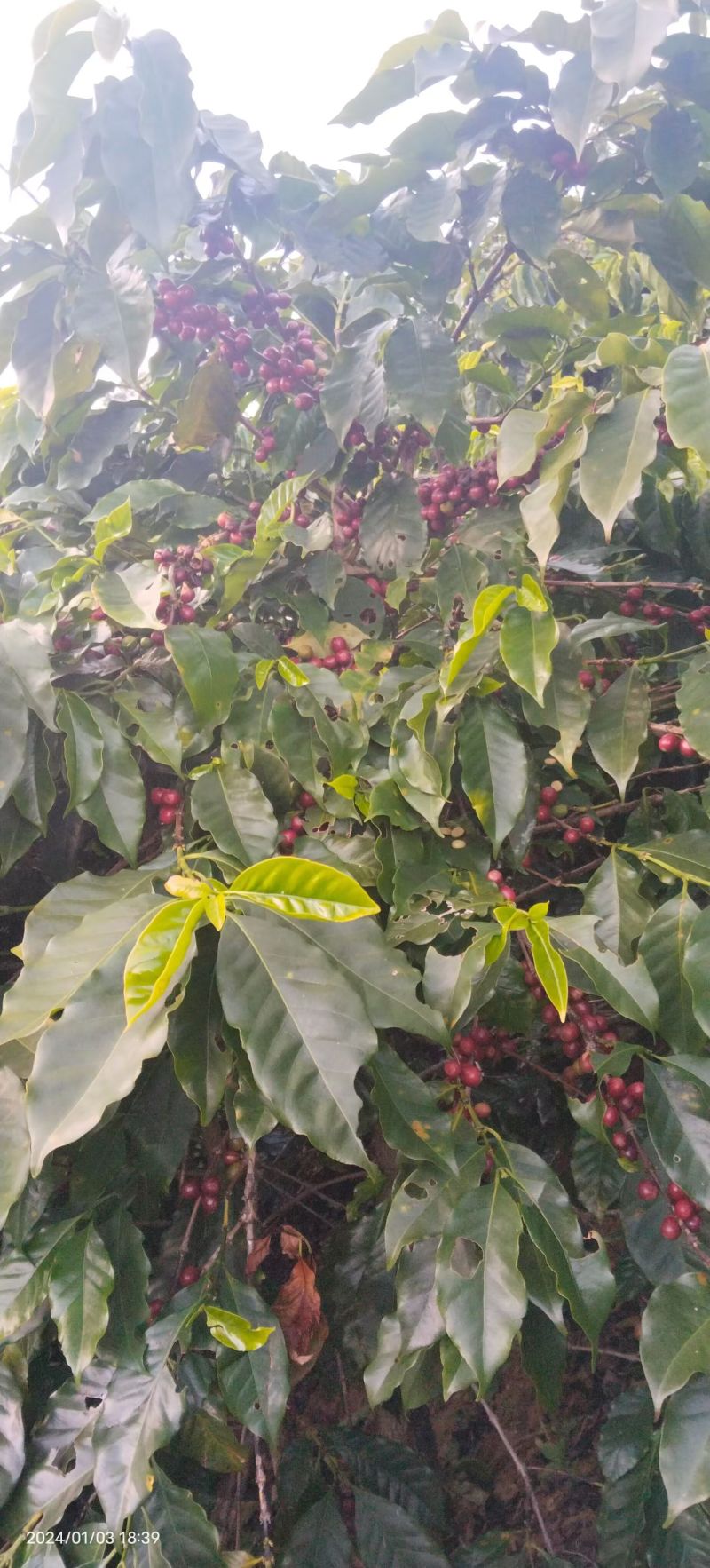 云南保山精品咖啡，有铁皮卡，卡蒂姆，瑰夏，黄波旁等品种