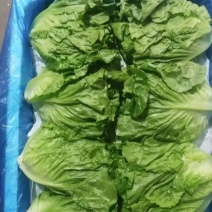 罗马生菜