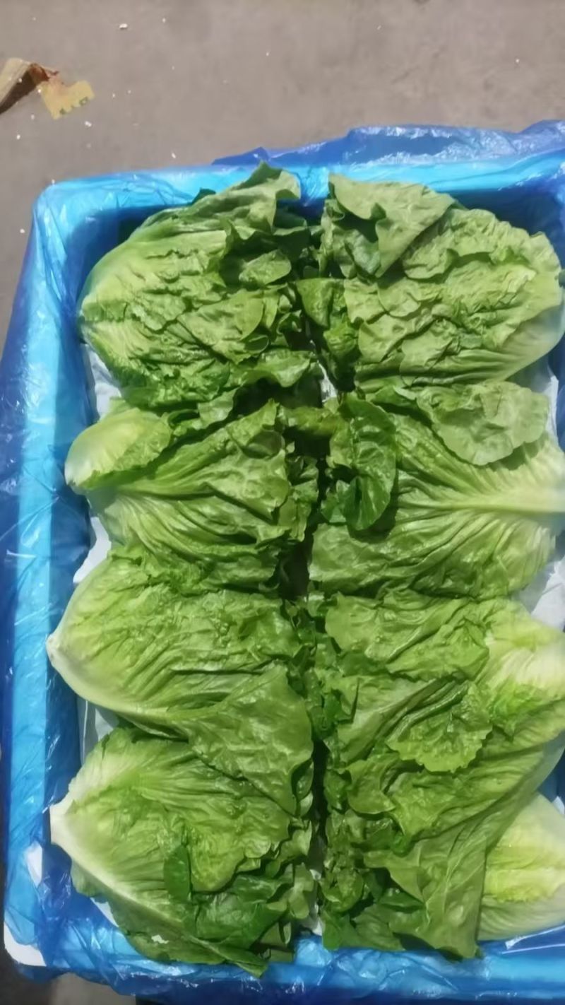 罗马生菜