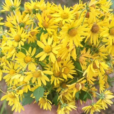 野菊花