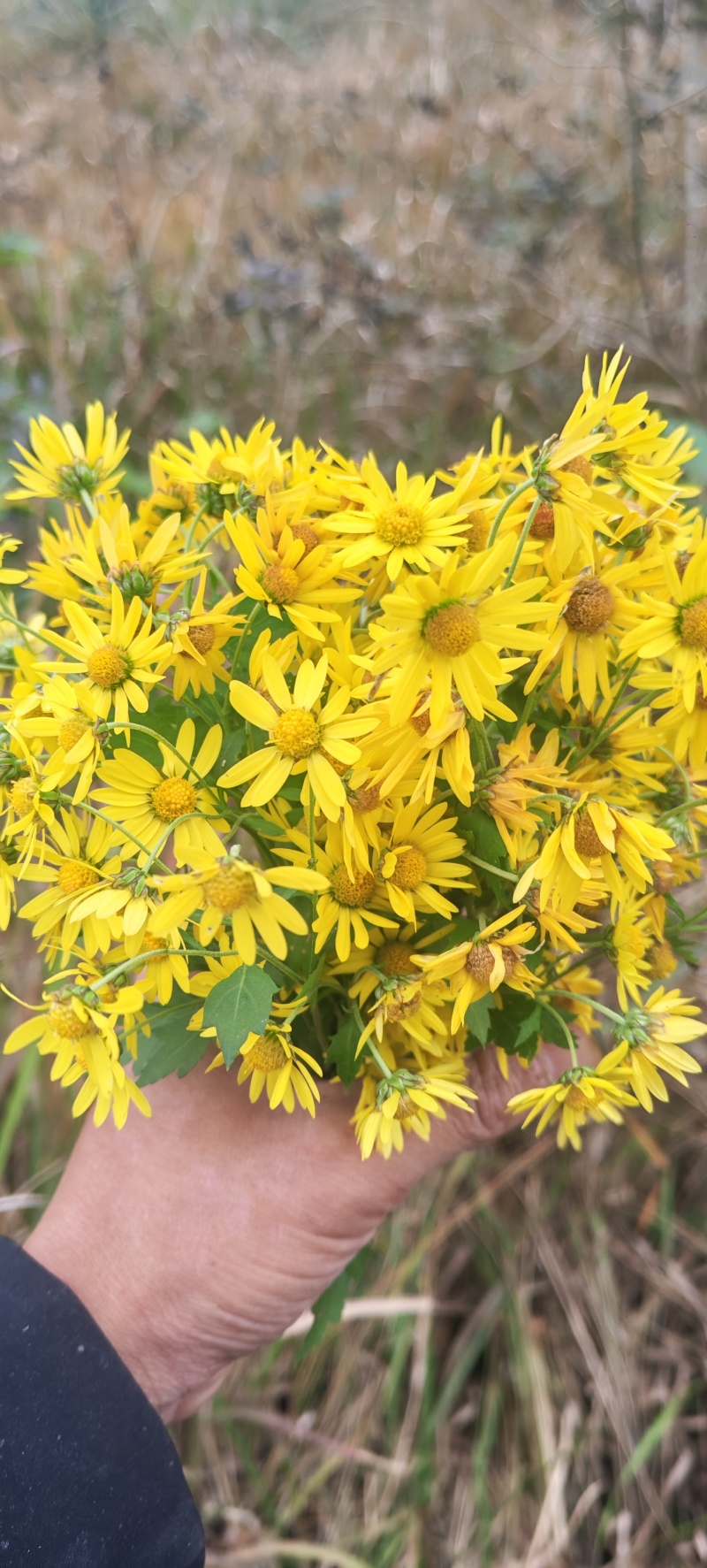 野菊花