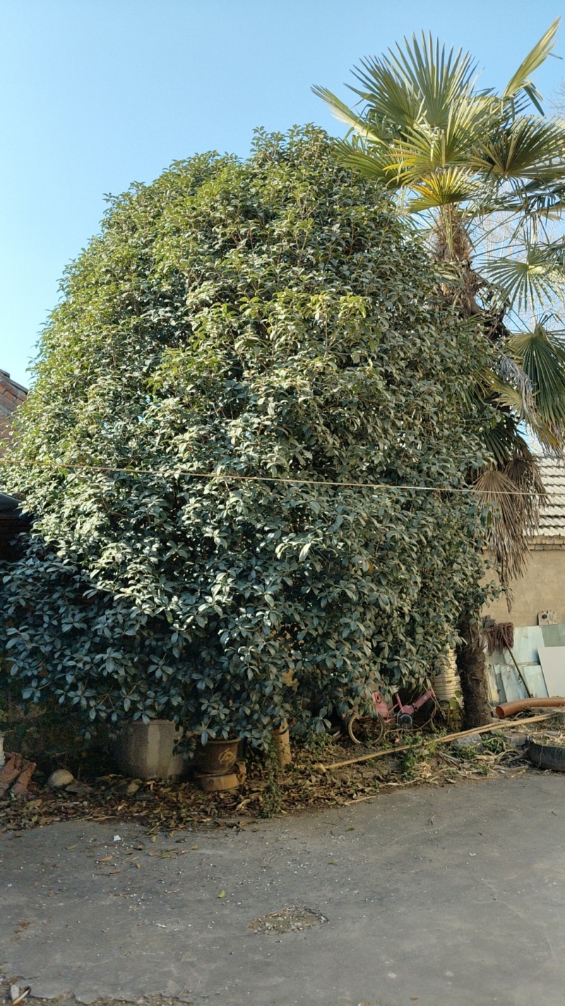 景观绿化，桂花树，扇子树