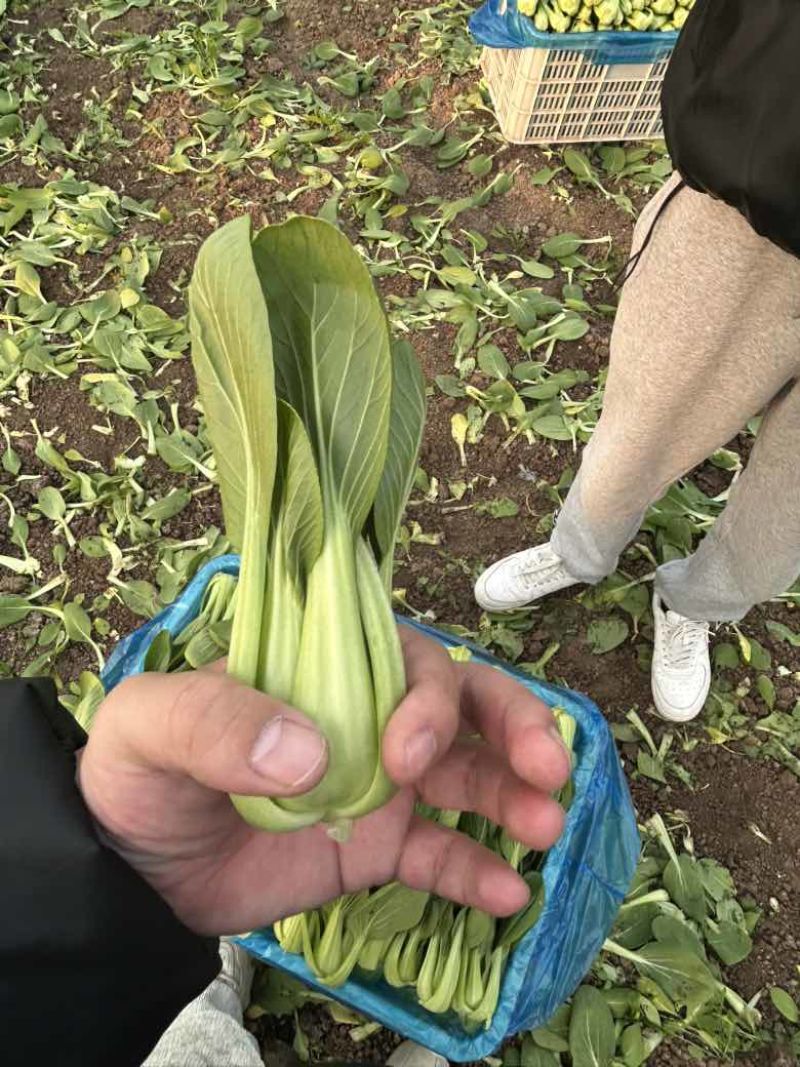 上海青