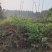 跑山鸡