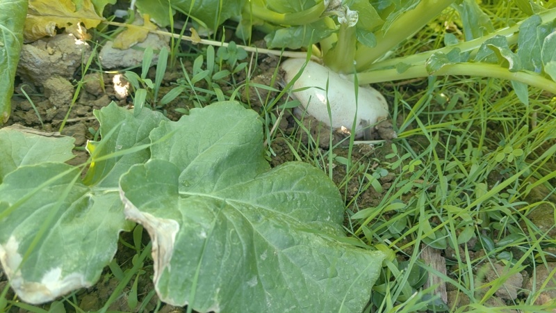 大盘菜