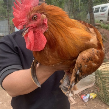 红瑶鸡公