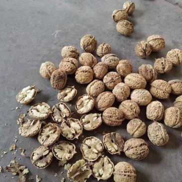 中果纸皮核桃