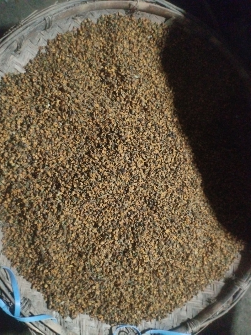 大山上的野菊花