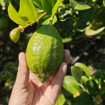 香水柠檬