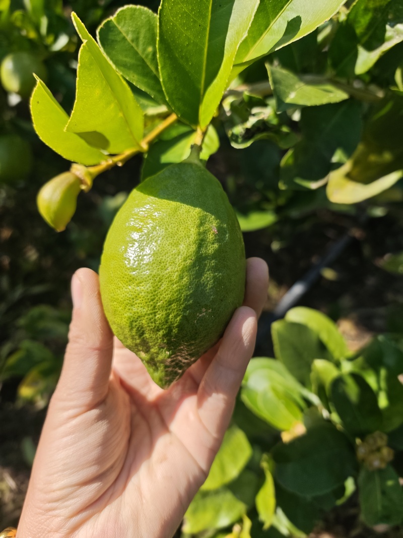 香水柠檬