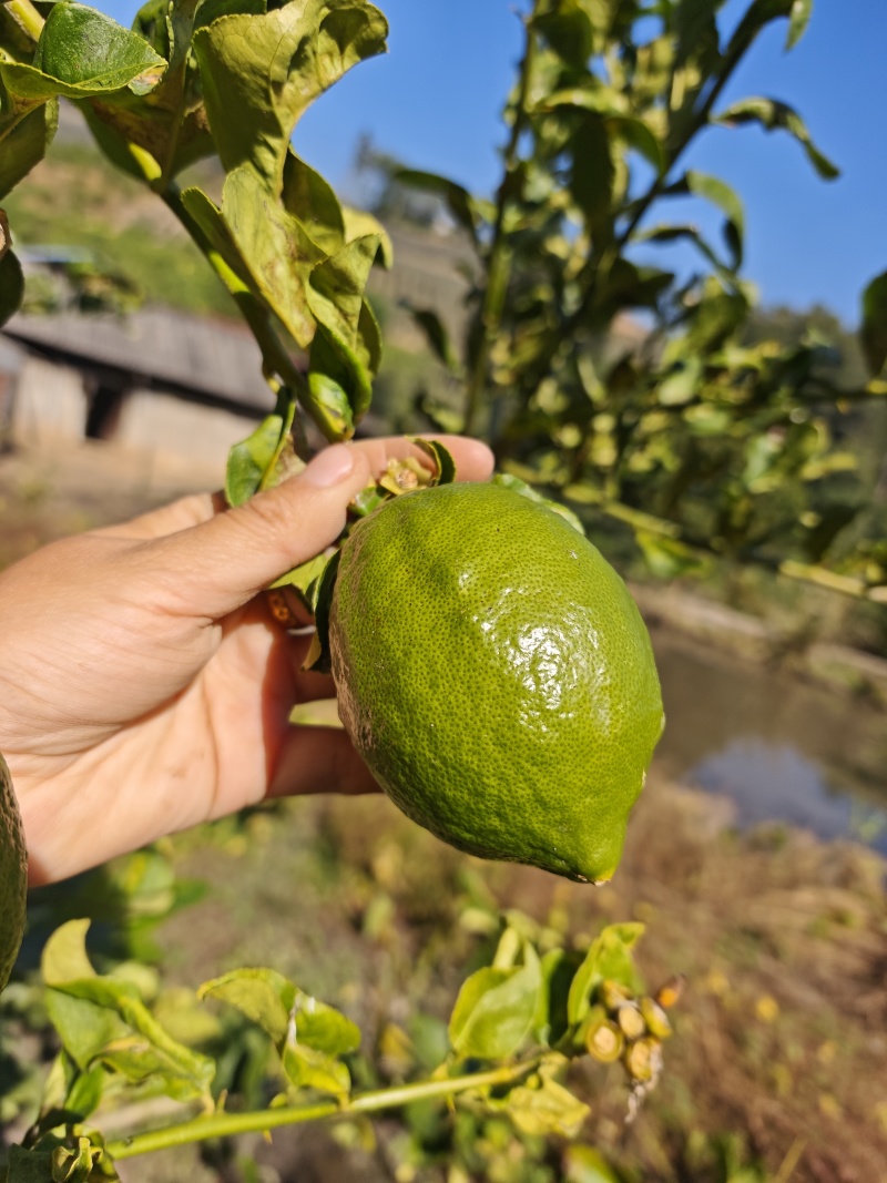 香水柠檬