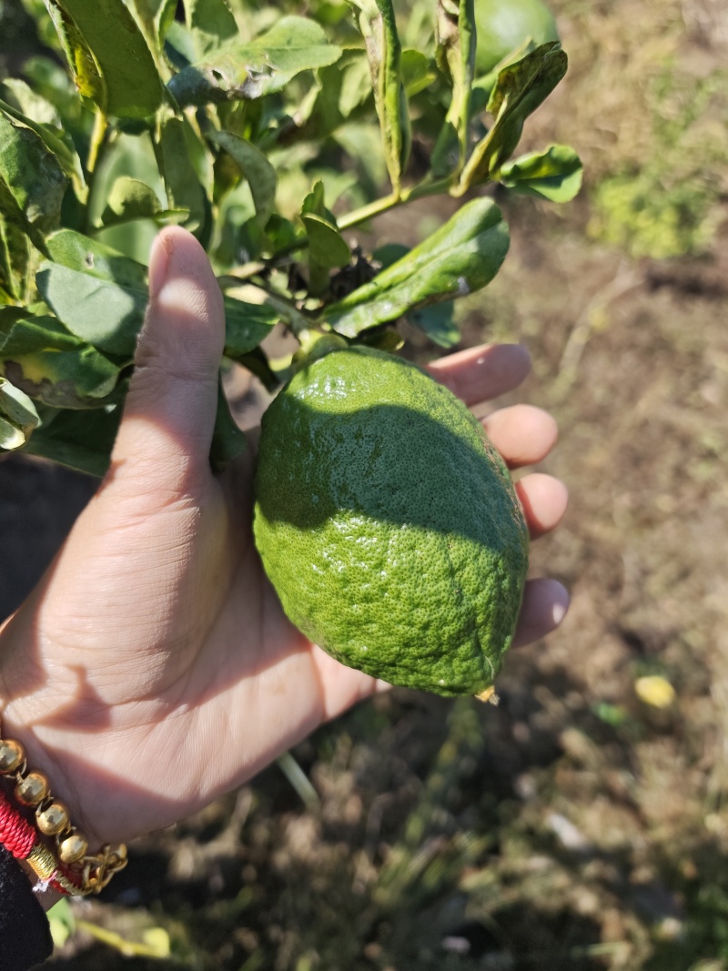 香水柠檬