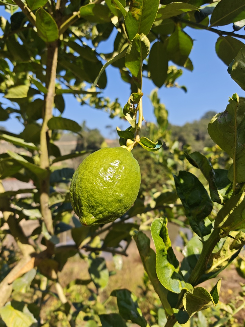 香水柠檬