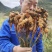 贵州高山种植二黄姜