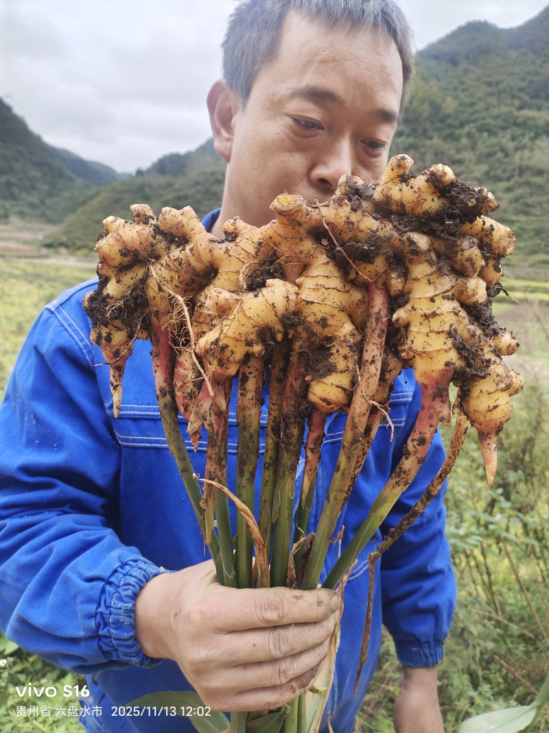 贵州高山种植二黄姜