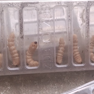 斗米虫，