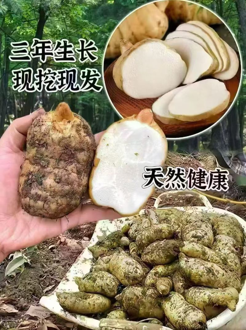 云南昭通林下防野生天麻，小草坝天麻