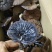 野生灵芝