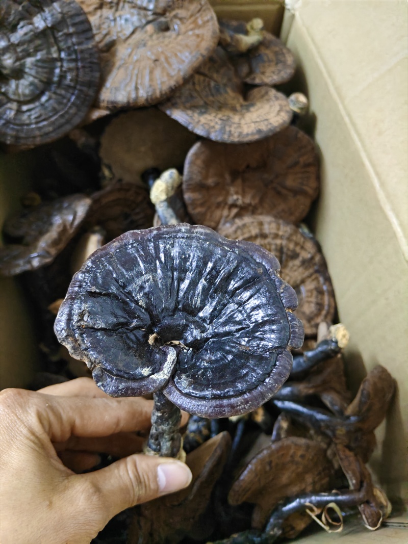 野生灵芝
