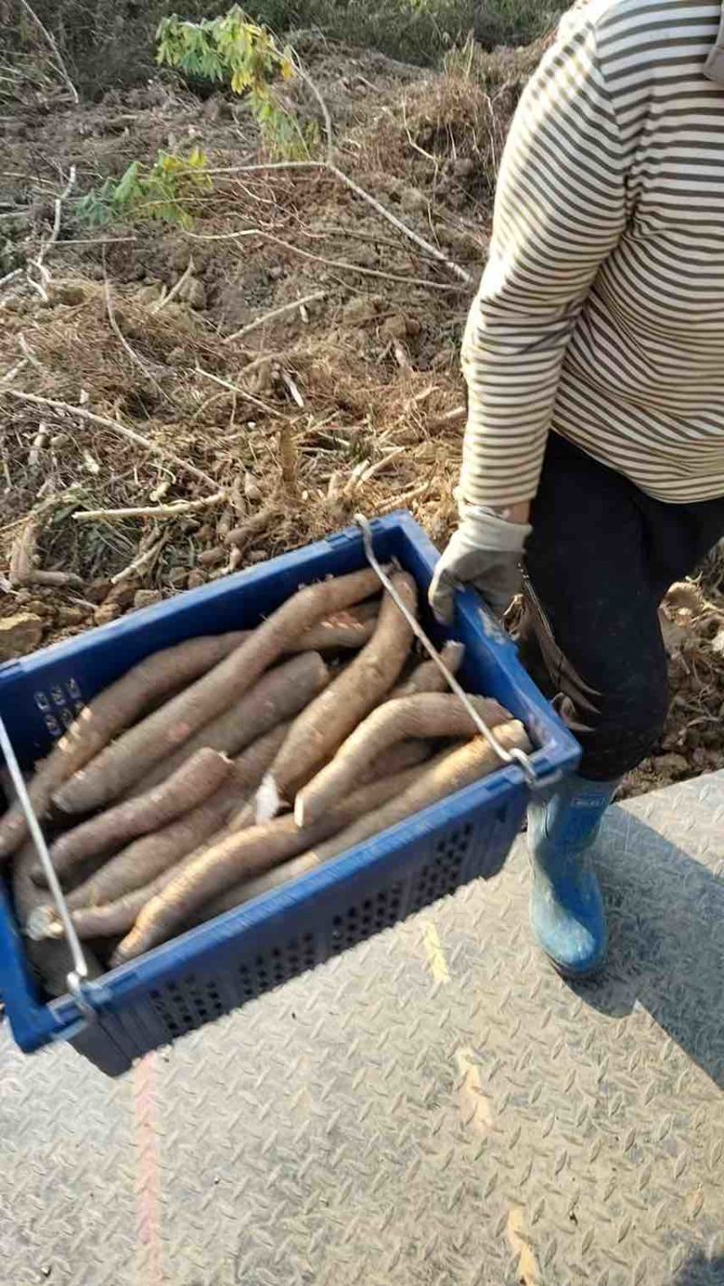 广东省河源市东源县华南九号黄肉木薯