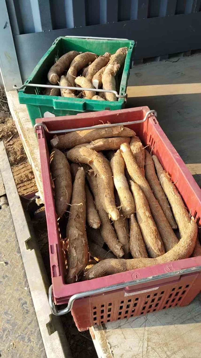 广东省河源市东源县华南九号黄肉木薯