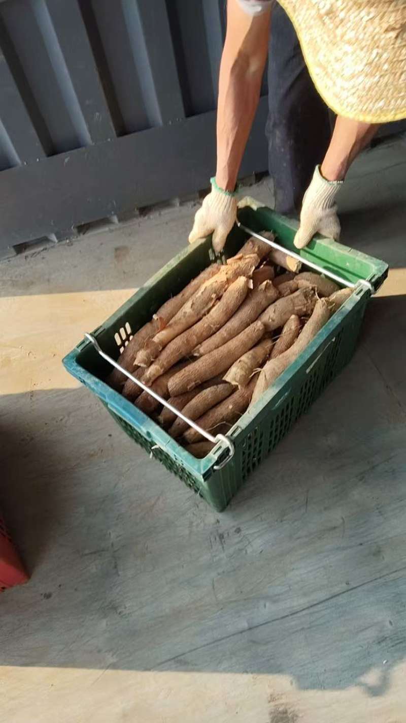 广东省河源市东源县华南九号黄肉木薯