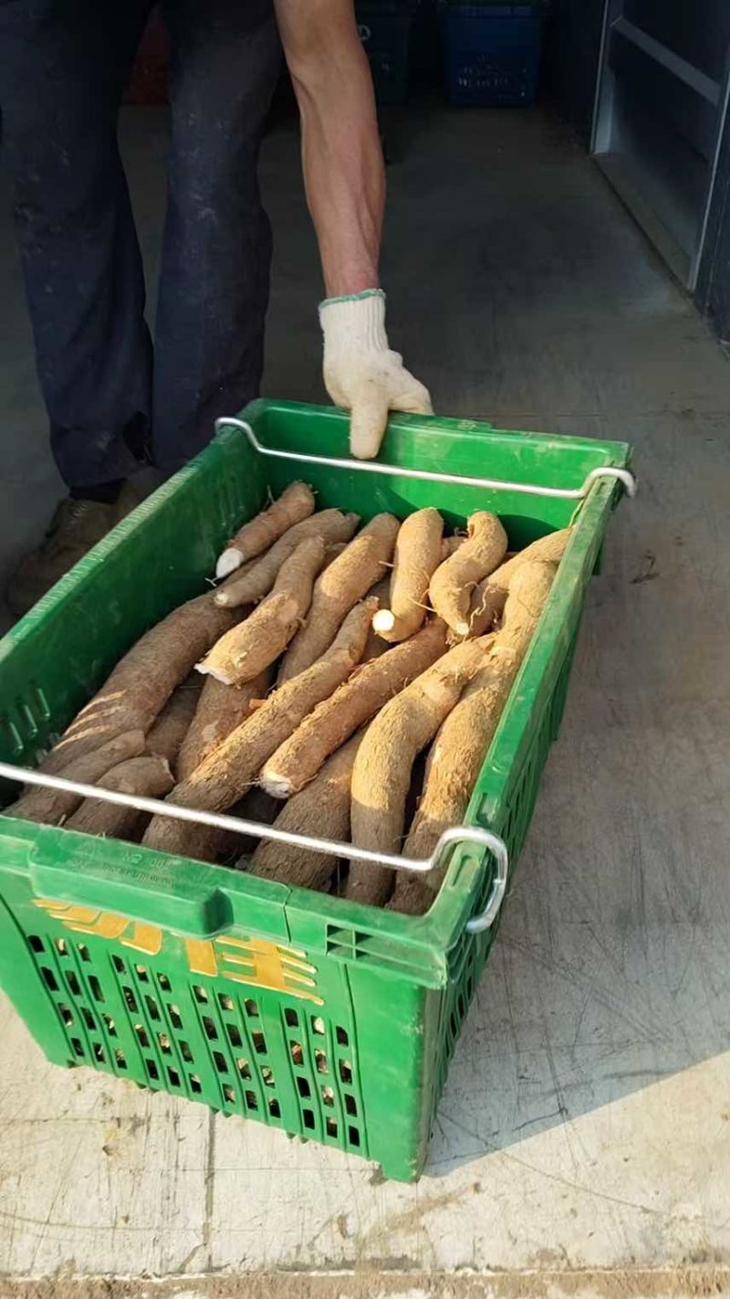 广东省河源市东源县华南九号黄肉木薯