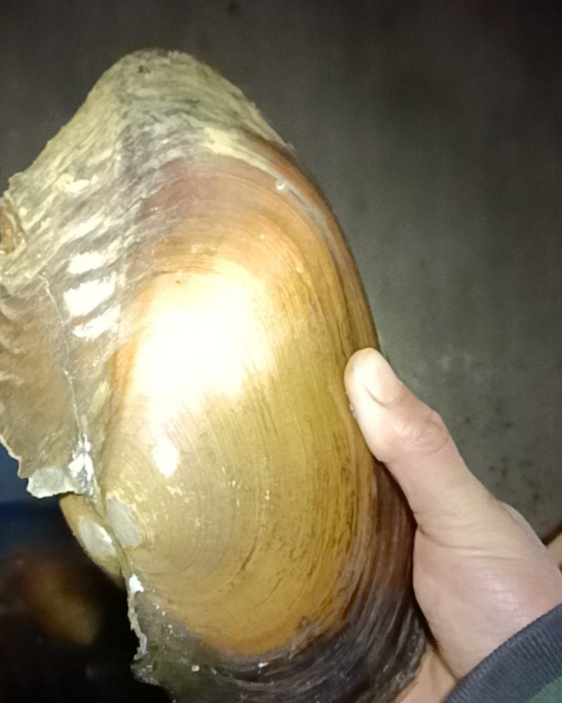河蚌两斤以上一个