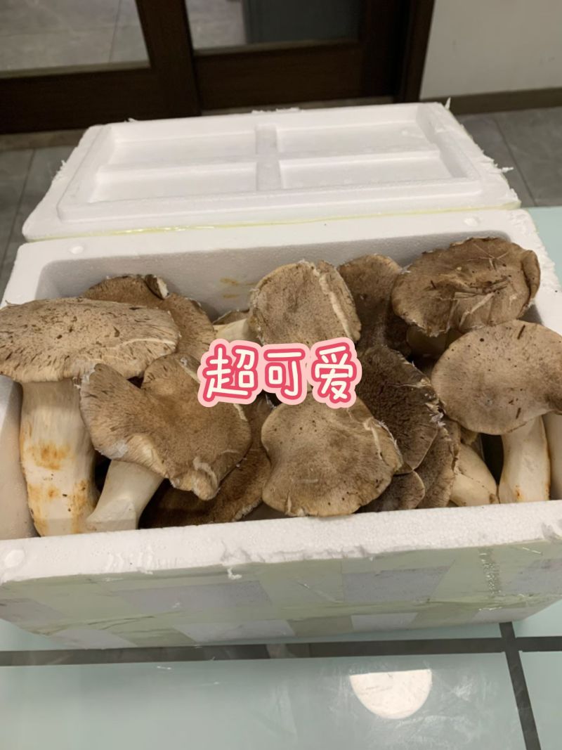 云贵高海拔松林菌
