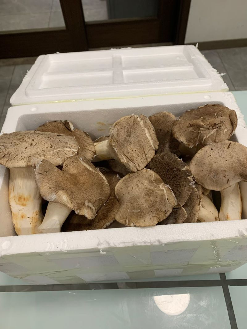 云贵高海拔松林菌
