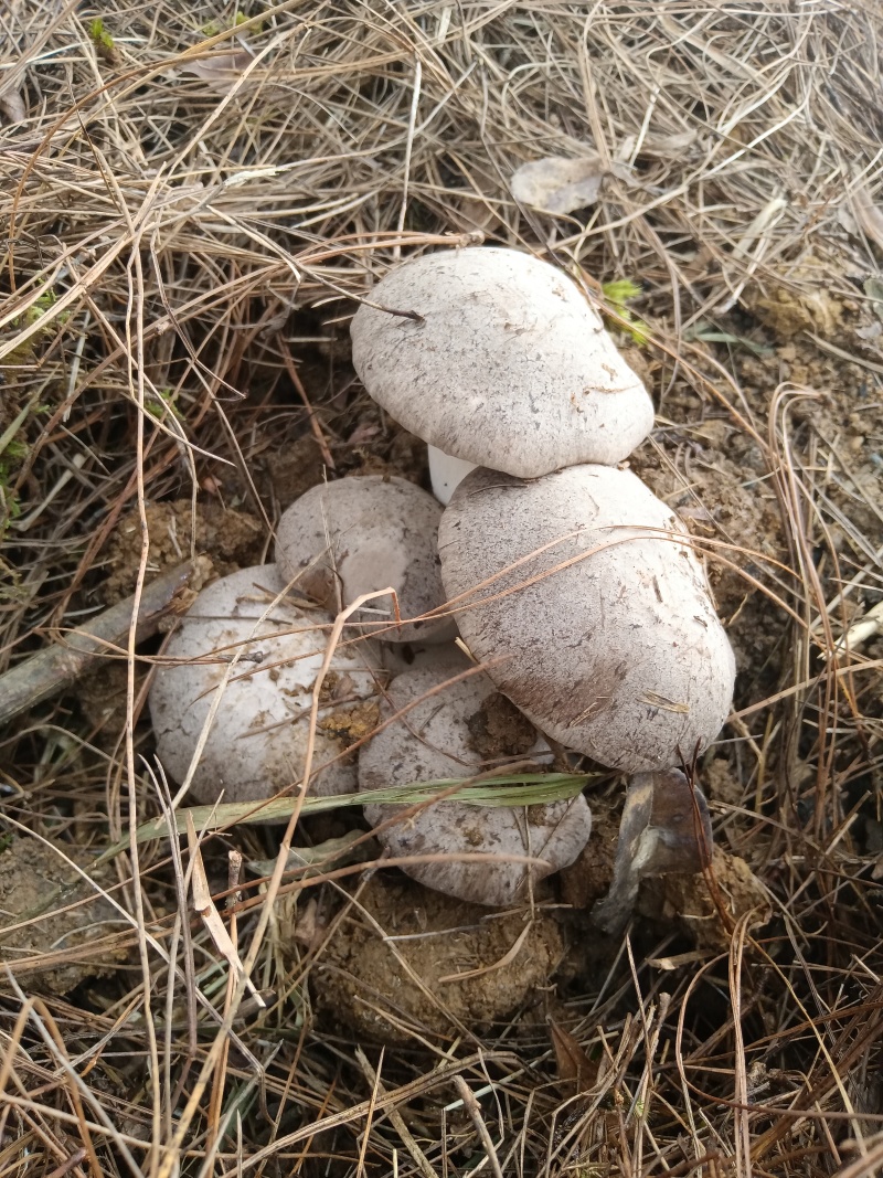 云贵高海拔松林菌