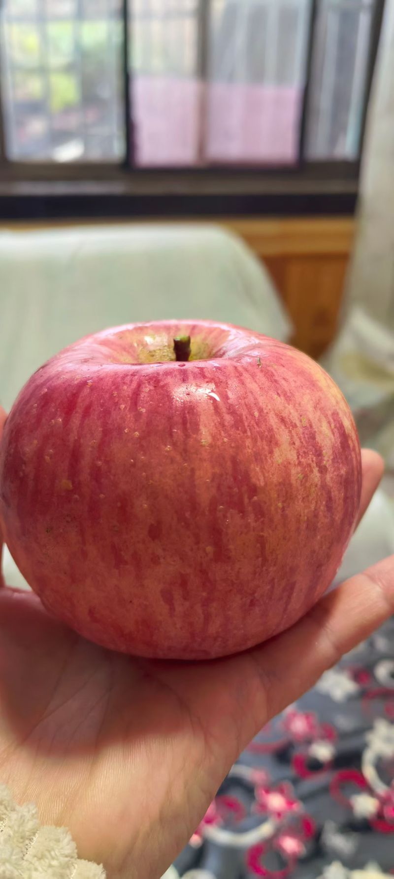 陕西铜川，自家苹果🍎农家肥料，不催熟，不打蜡，自然成