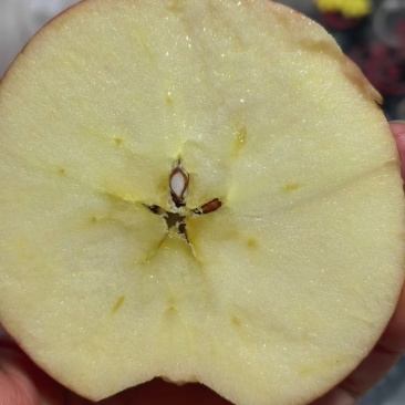 陕西铜川，自家苹果🍎农家肥料，不催熟，不打蜡，自然成