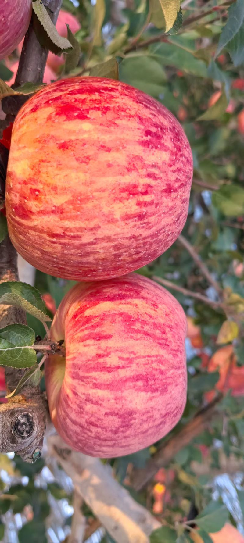 陕西铜川，自家苹果🍎农家肥料，不催熟，不打蜡，自然成