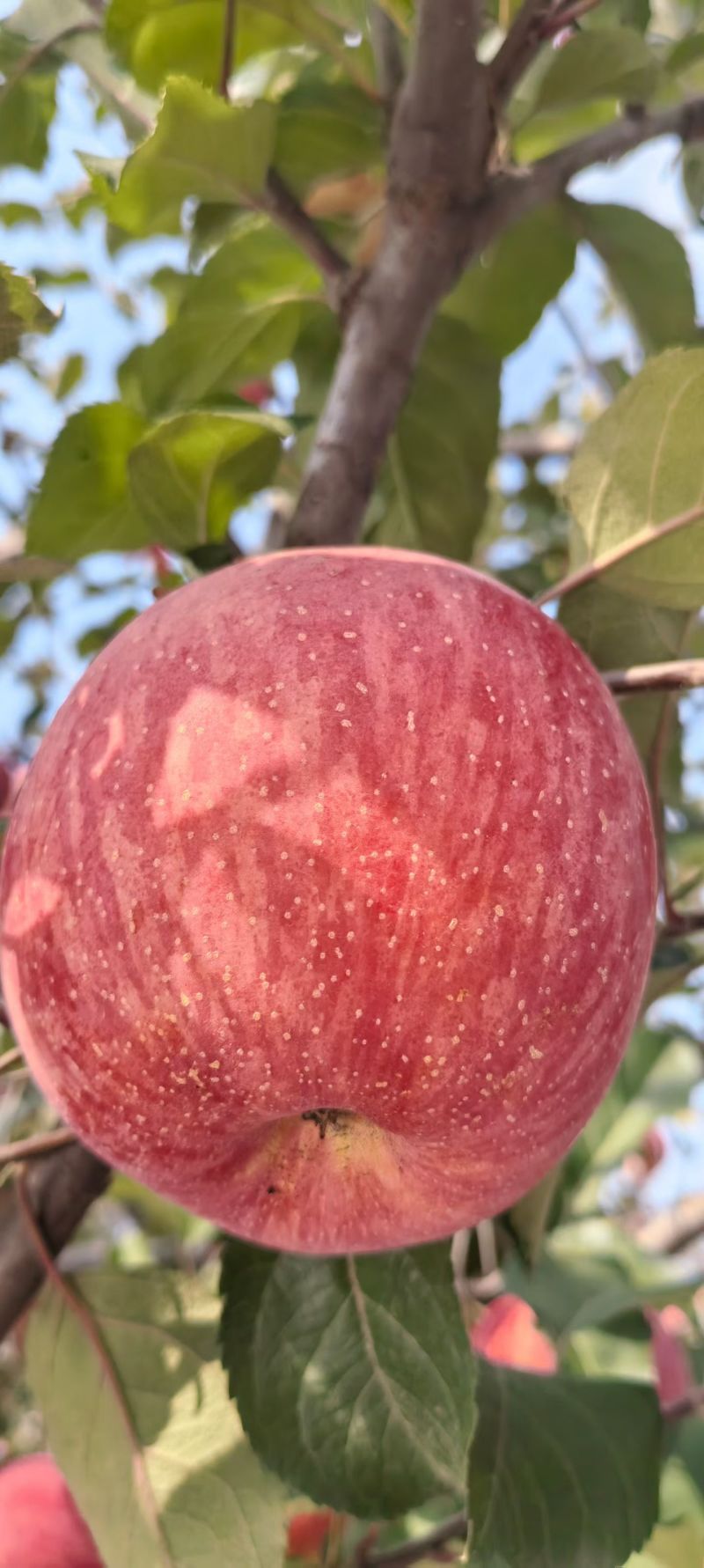 陕西铜川，自家苹果🍎农家肥料，不催熟，不打蜡，自然成