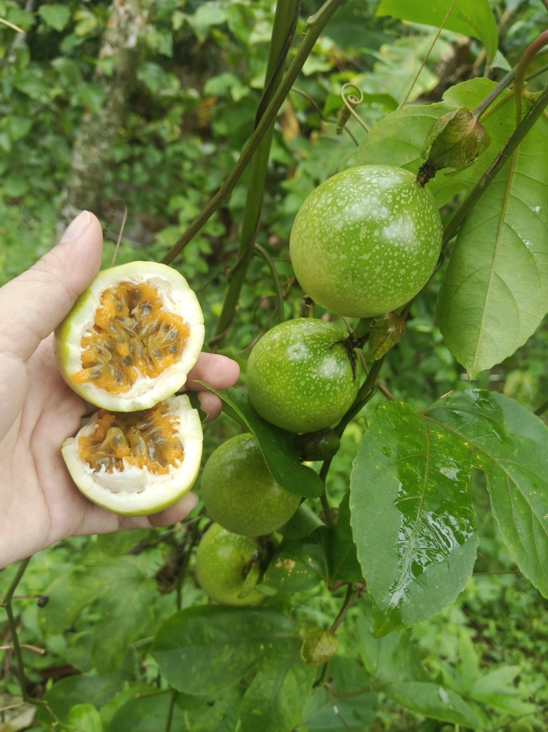 百香果