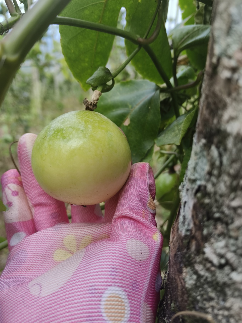 百香果