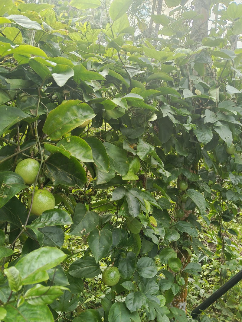 百香果