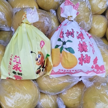 江永香柚