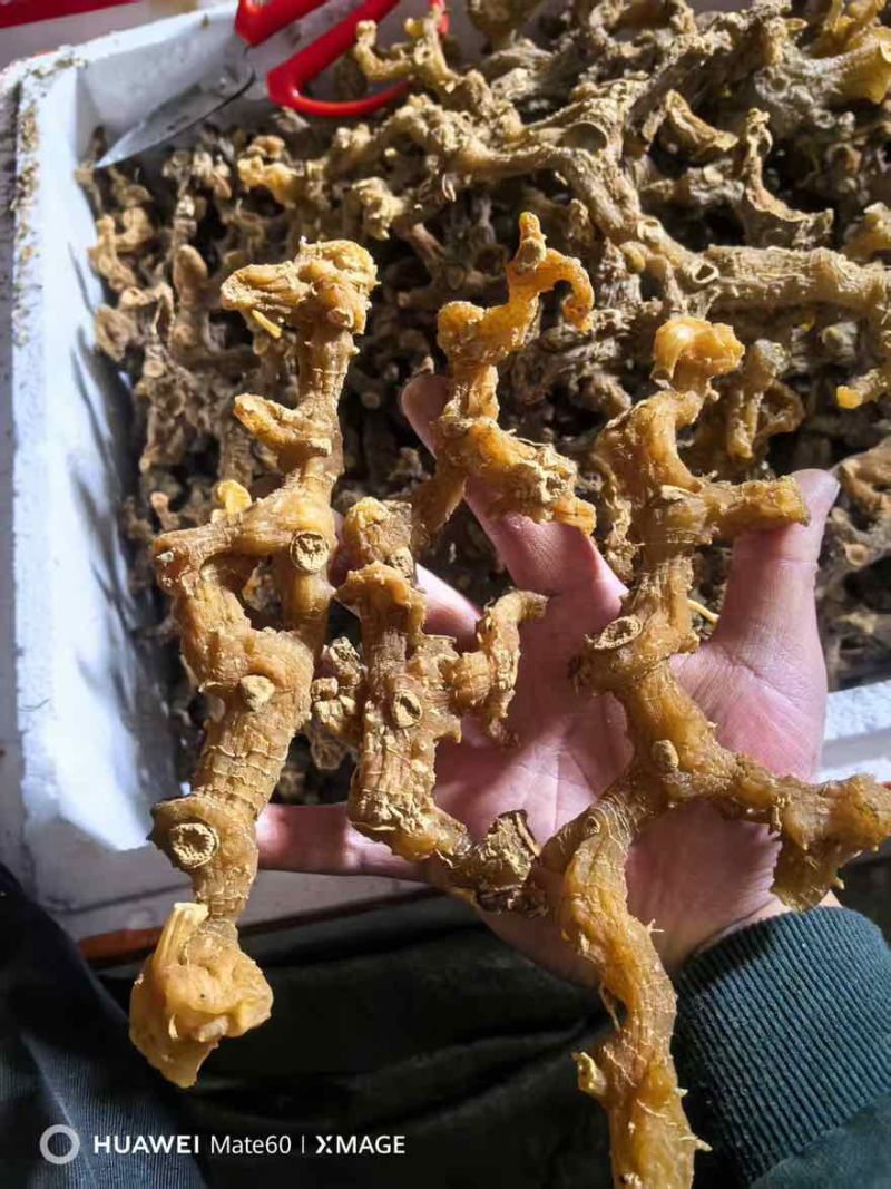 黄精长条