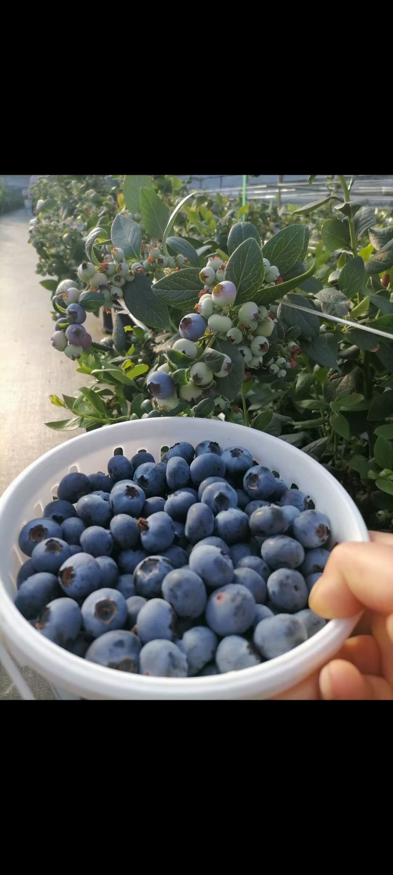 云南澄江抚仙湖花香蓝莓