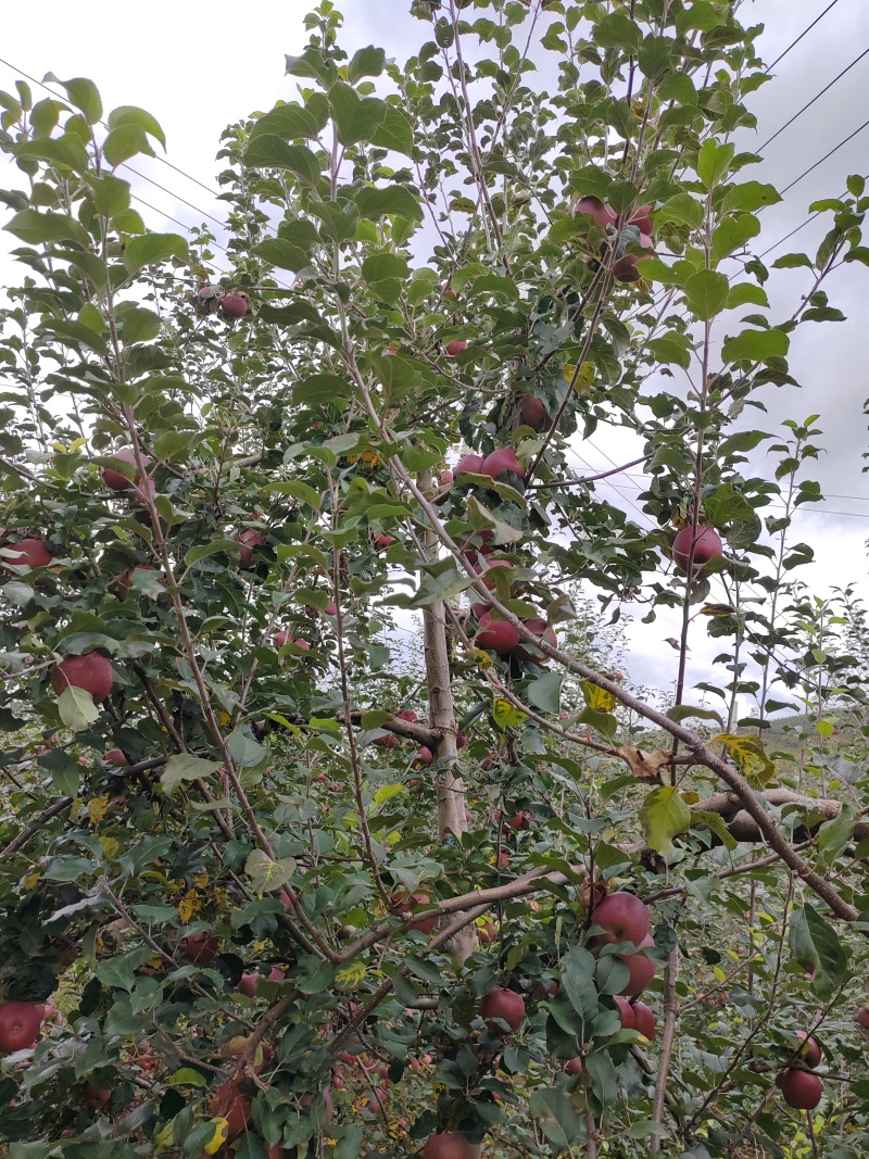 四川省盐源县糖心苹果