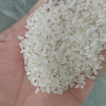 长年稳定供应天津小站稻长粒香大米