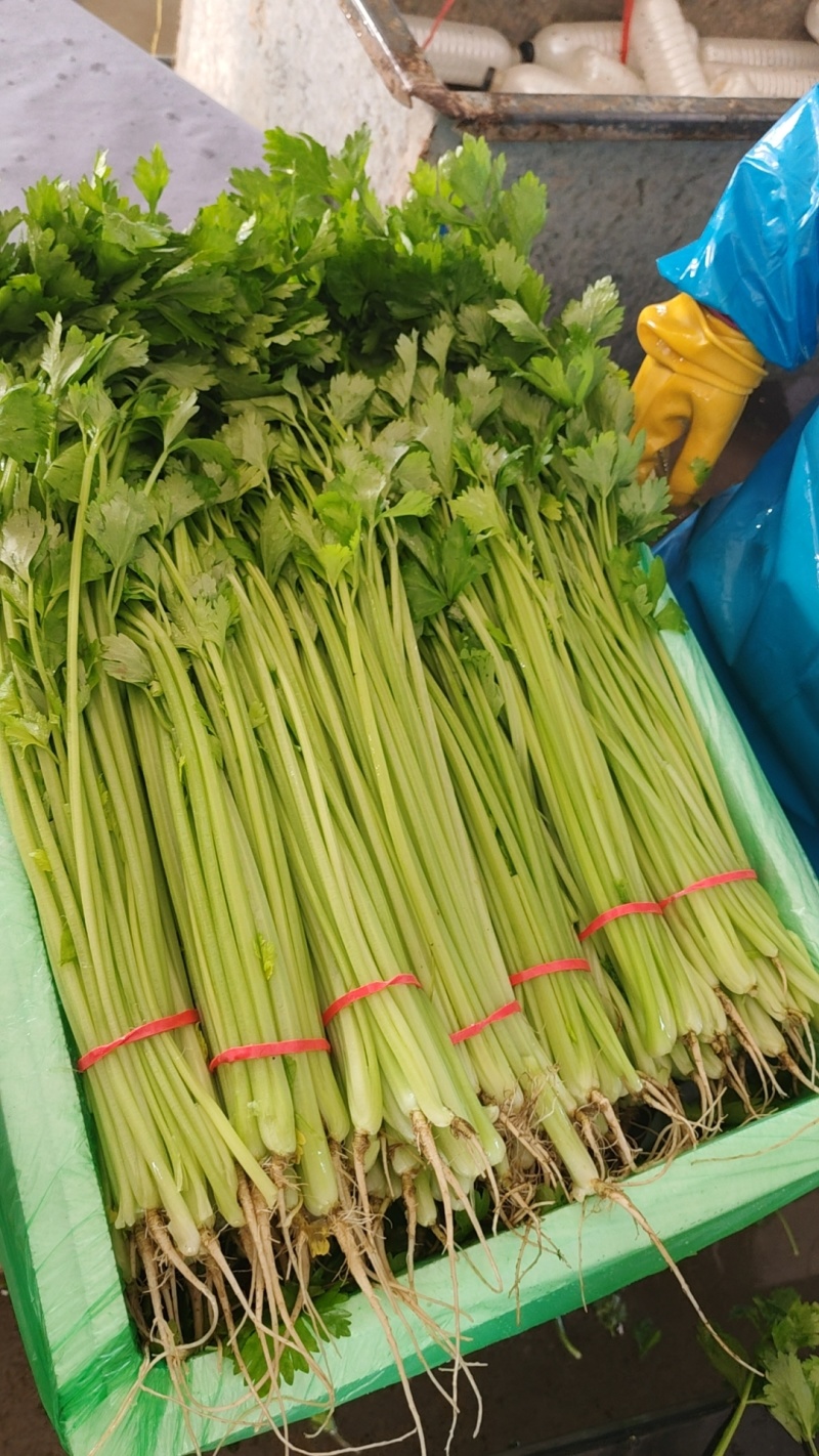 精品香芹